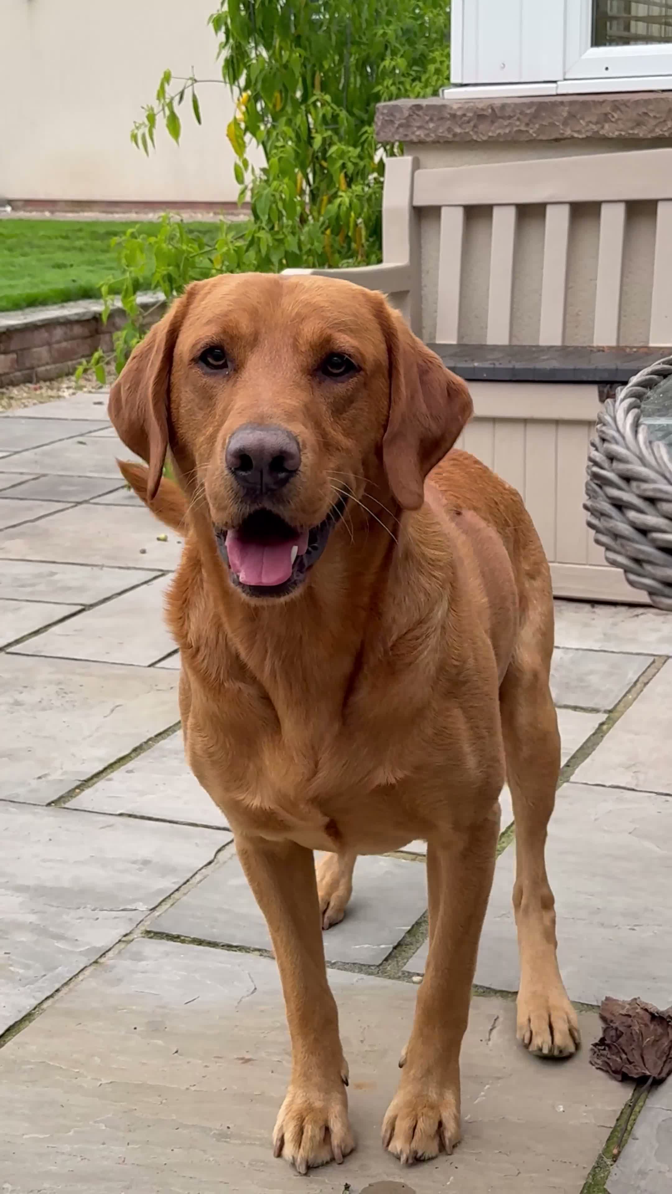 Labrador Retriever dogs for stud: ‘Bear’ Fox Red for stud.  - Video 2