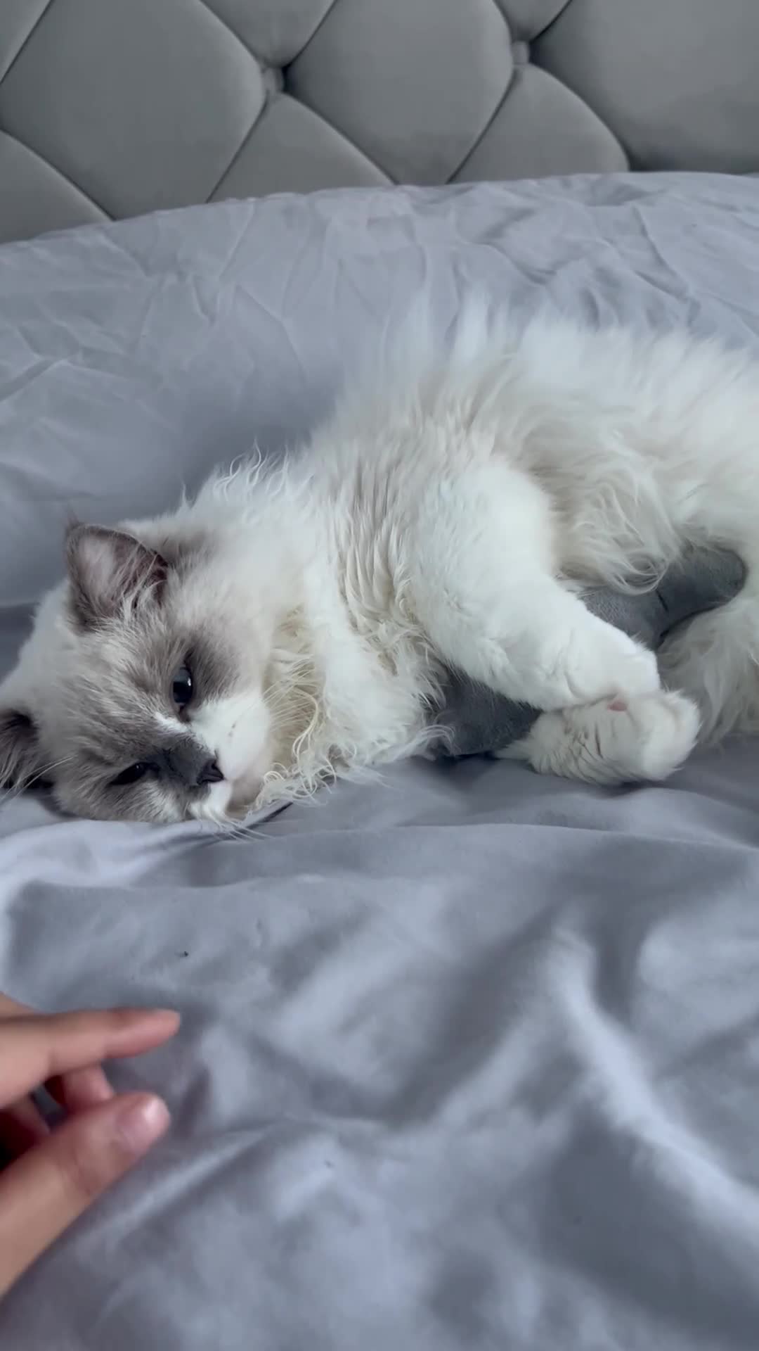 Ragdoll cats for sale: 2 ragdolls cats Tigga and Mimi.  in Birmingham - Video 5