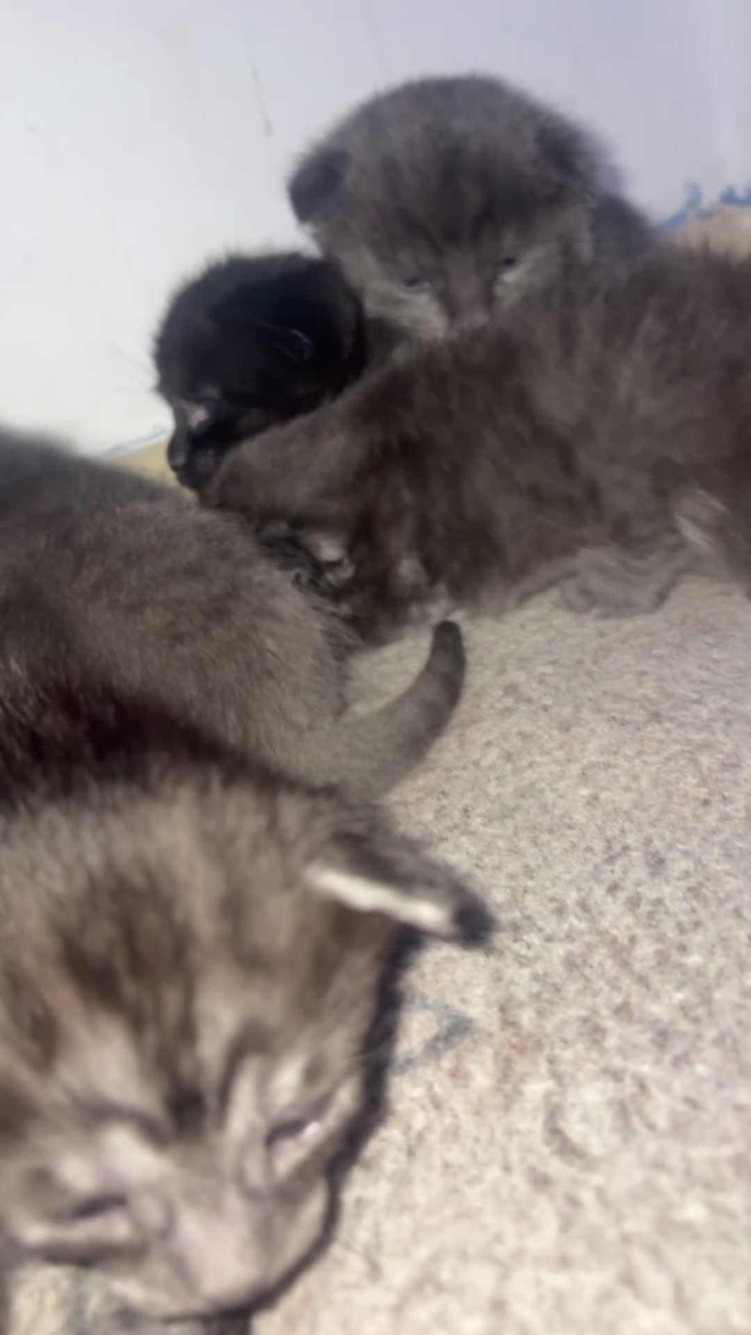 Maine Coon cats for sale: Beautiful litter of 7 maincoon kittens  - Video 1
