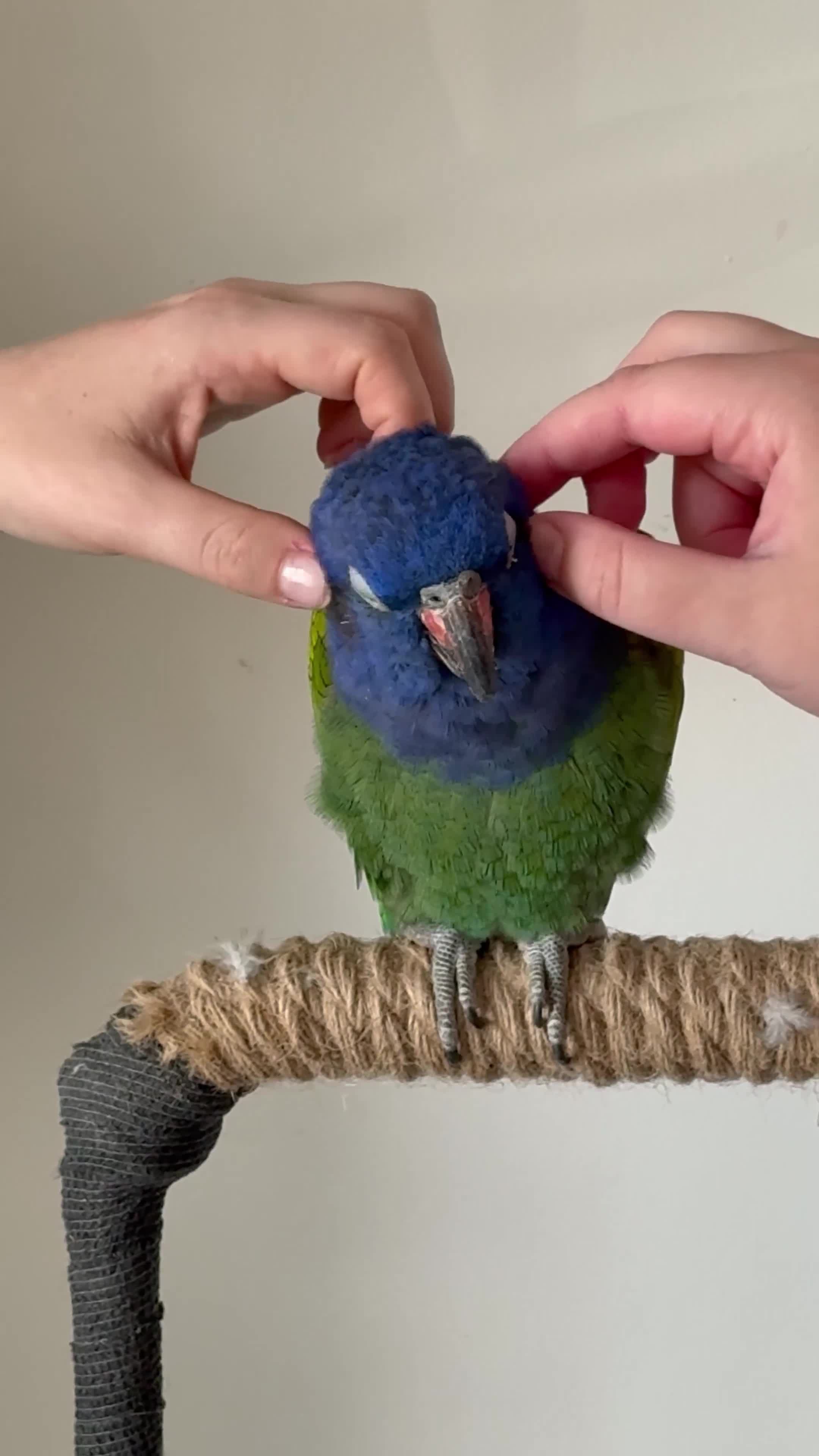 Parrots birds for sale: Rare H/R Blue Headed Pionus for sale. - Video 1