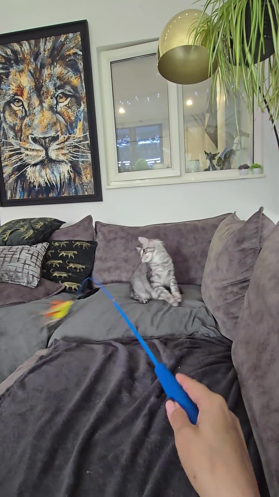 Maine Coon cats for sale: Last male Maine coon kitten READY European lines  - Video 1