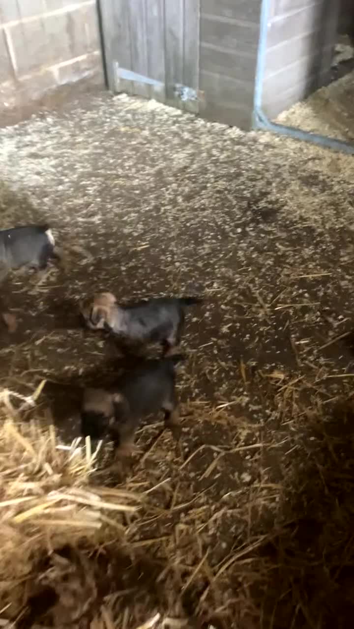 Border Terrier dogs for sale: 4 gorgeous boys  - Video 1