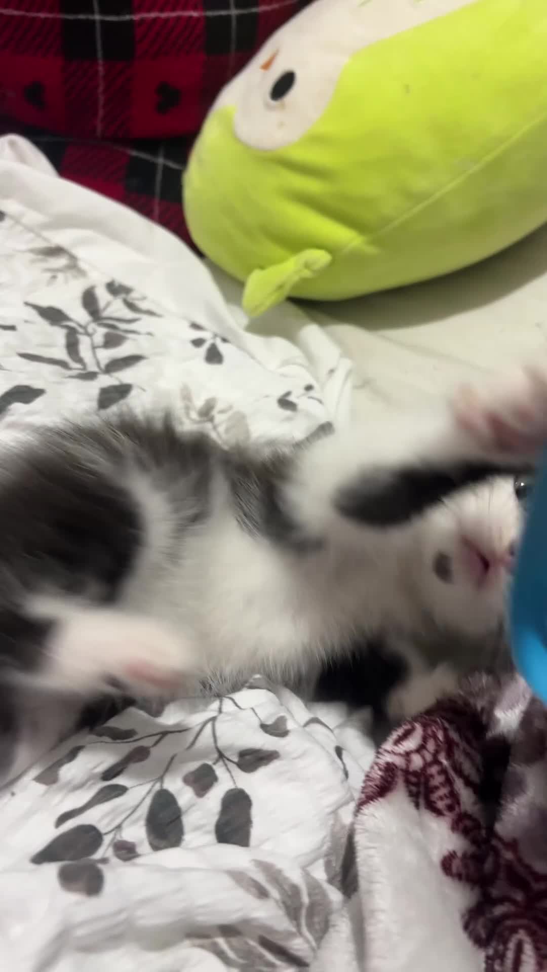 British Longhair cats for sale: kitten, urgent in Birmingham - Video 1
