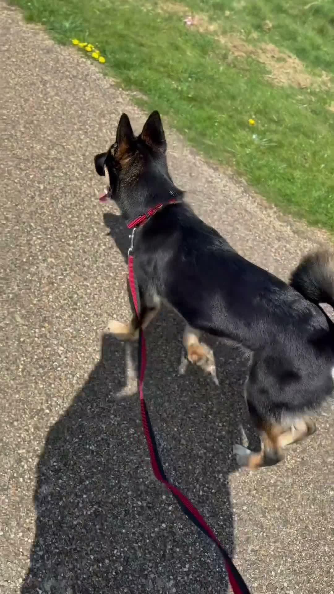 Mixed Breed dogs for sale: Sherus personality ,needs and his training. in Birmingham - Video 1
