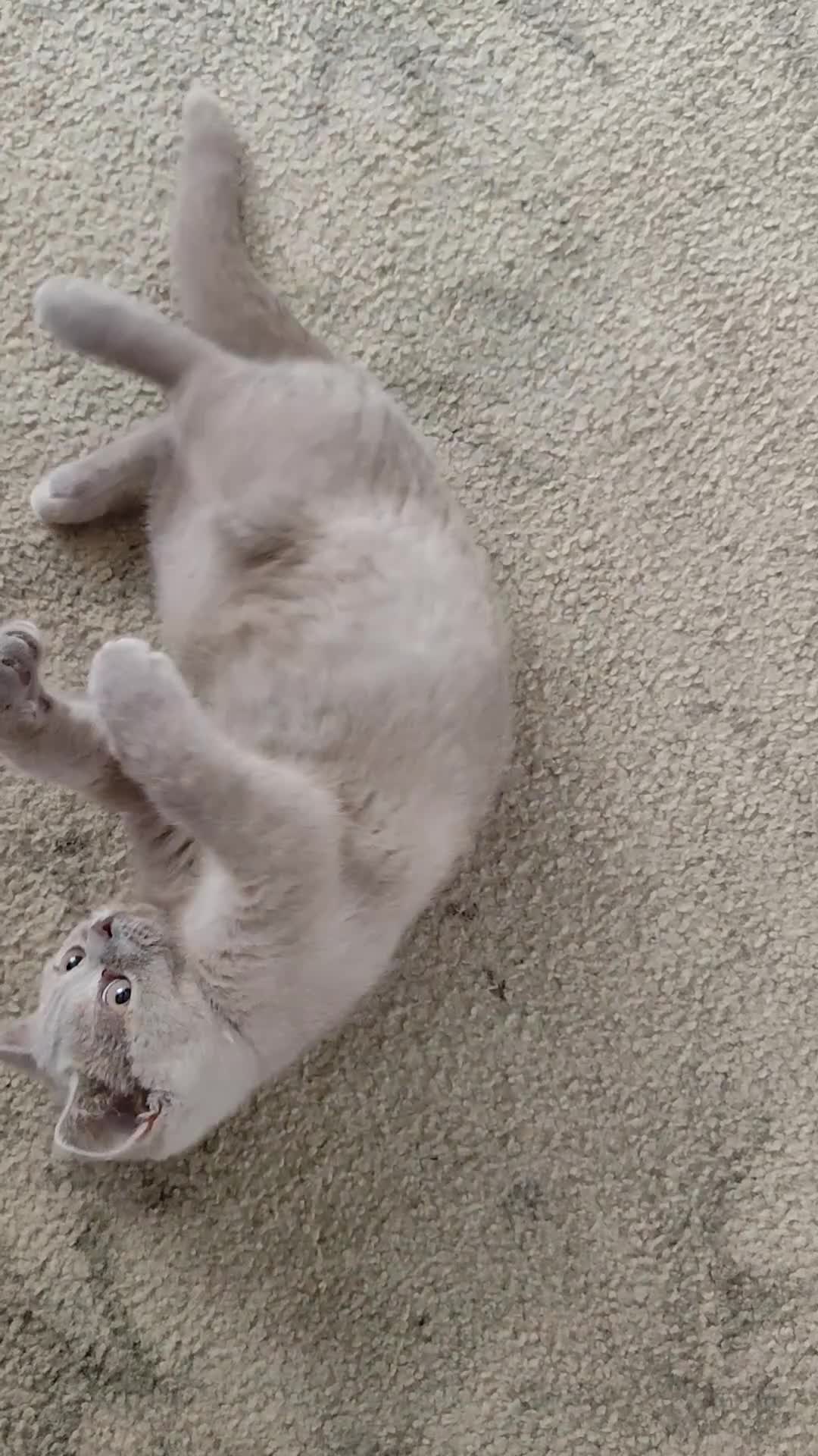 British Shorthair cats for sale: READY NOW Beautiful British Shorthair Kittens - Video 4