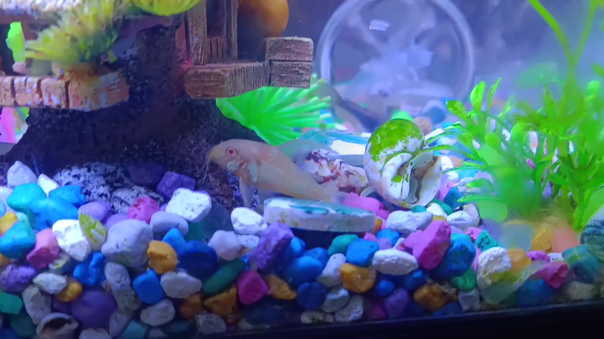 Fancy Goldfish fish for sale: ✨🐬🦪🪼 Stunning Ready-to-Go Aquarium Set  - Video 2