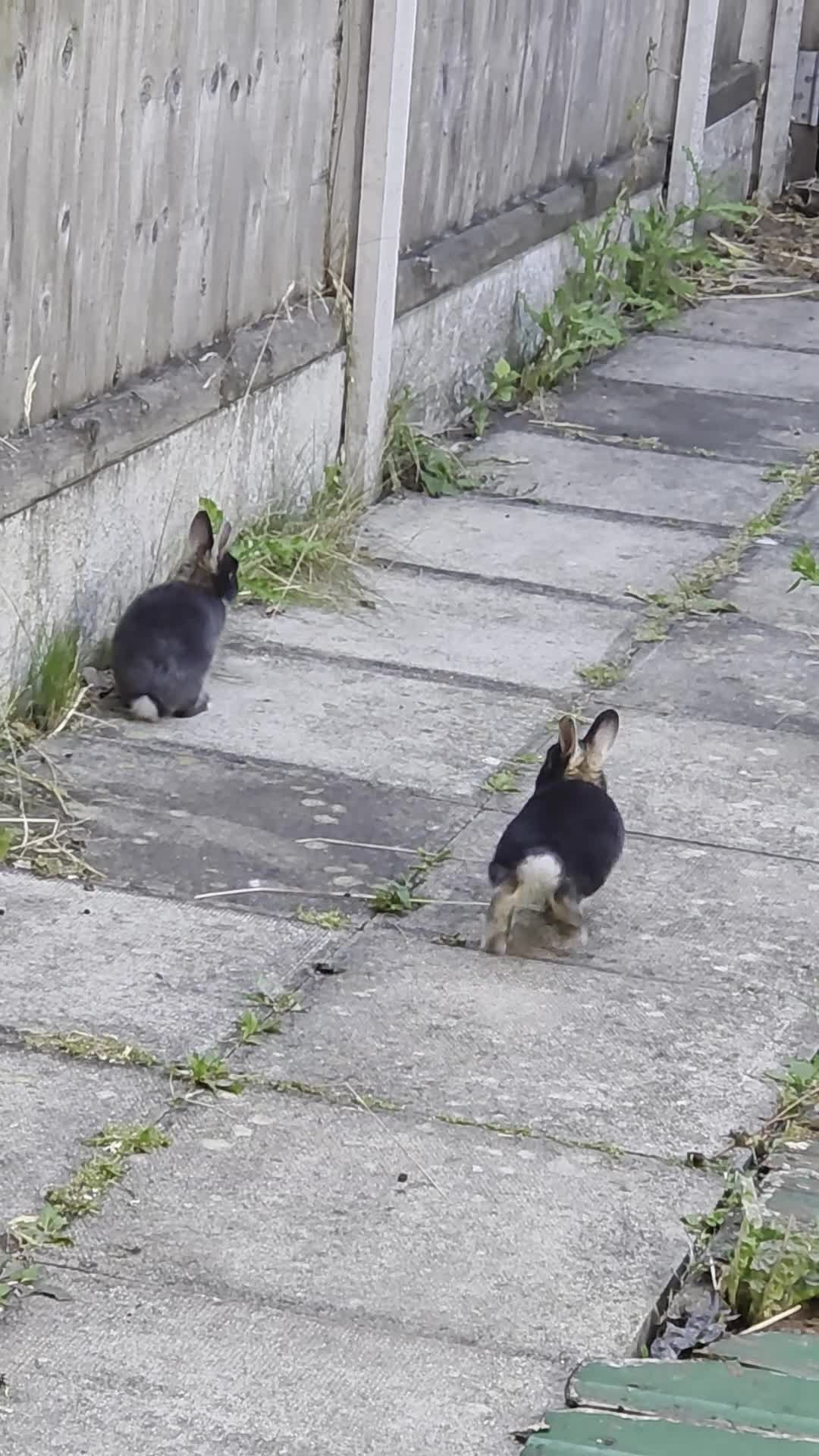 Netherland Dwarf rabbits for sale: Beautiful Netherland Dwarf bunnies - Video 3