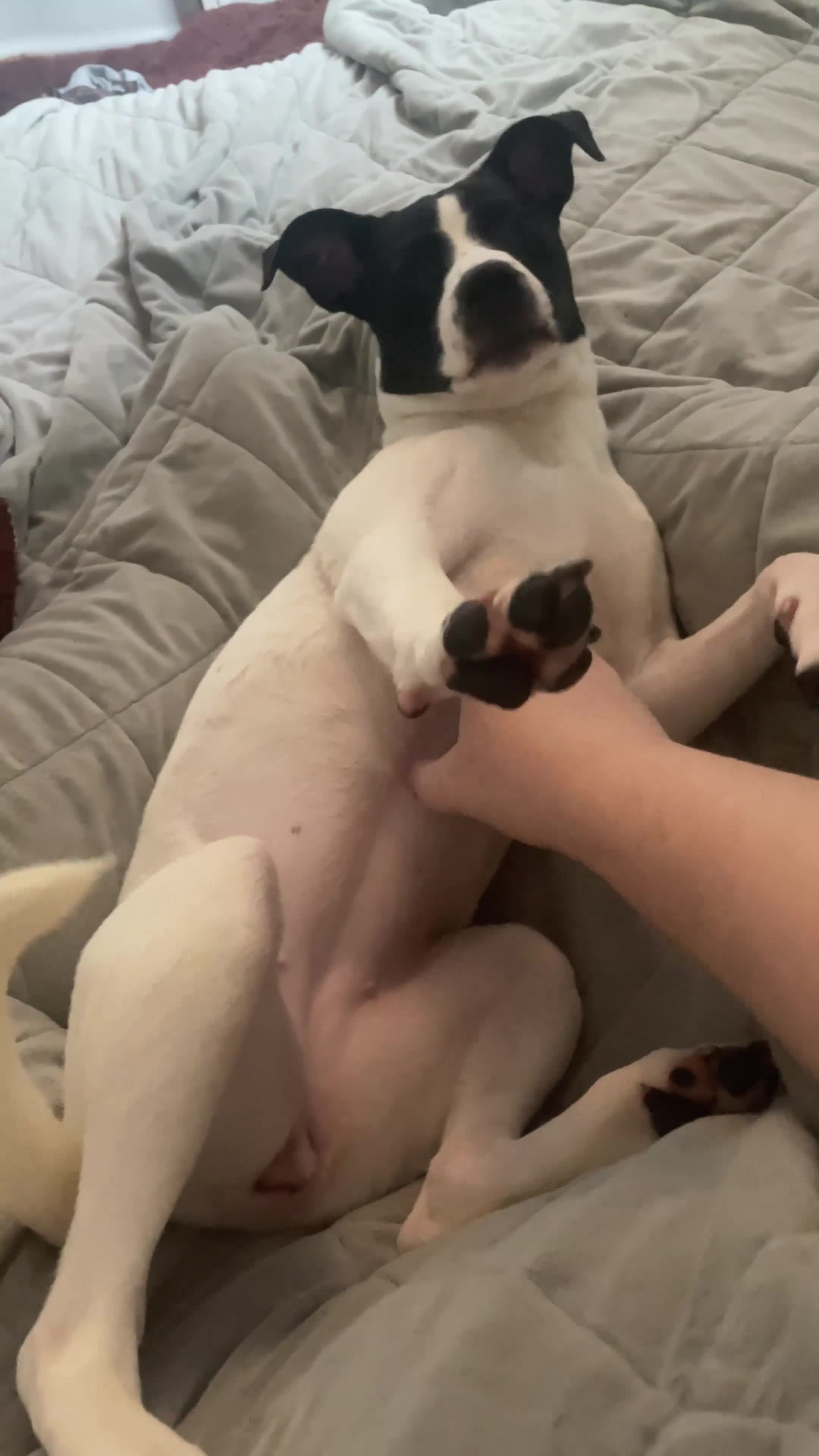 Mixed Breed dogs for sale: 6m Staffordshire bull terrier x lurcher female  - Video 2