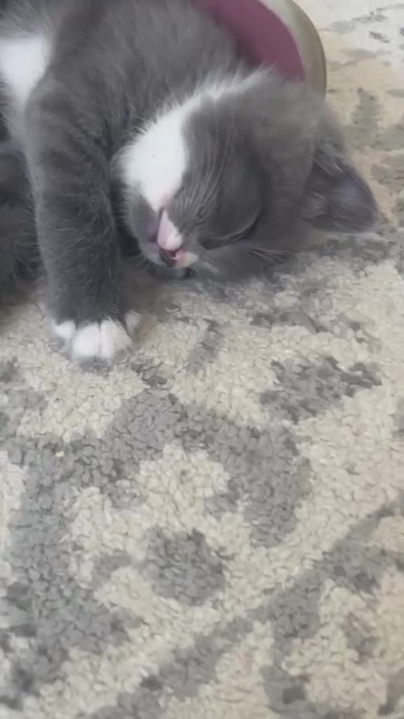 Mixed Breed cats for sale: British longhair tabby mixed kitten - Video 1