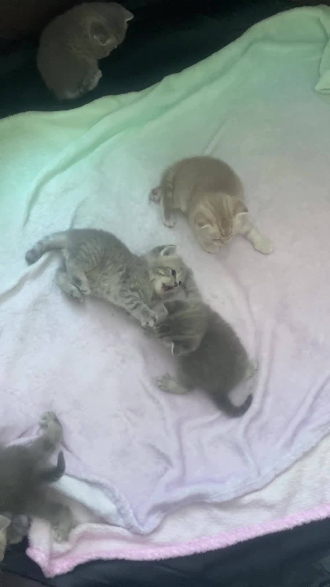 Brazilian Shorthair cats for sale: Beautiful british shorthair kittens blue lilac   - Video 3
