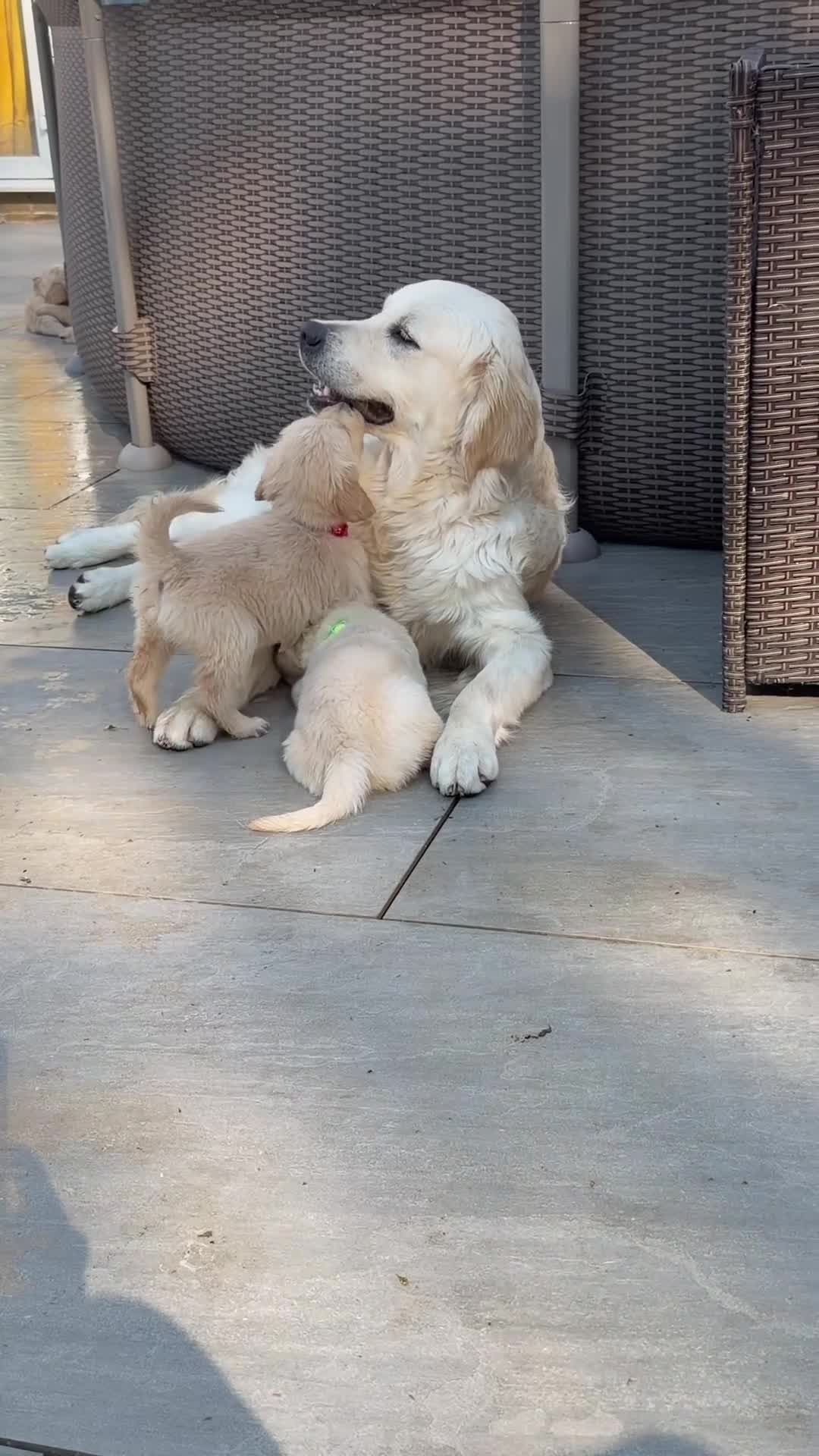 Golden Retriever dogs for sale: KC Registered Golden Retriever Boys ✨ - Video 3