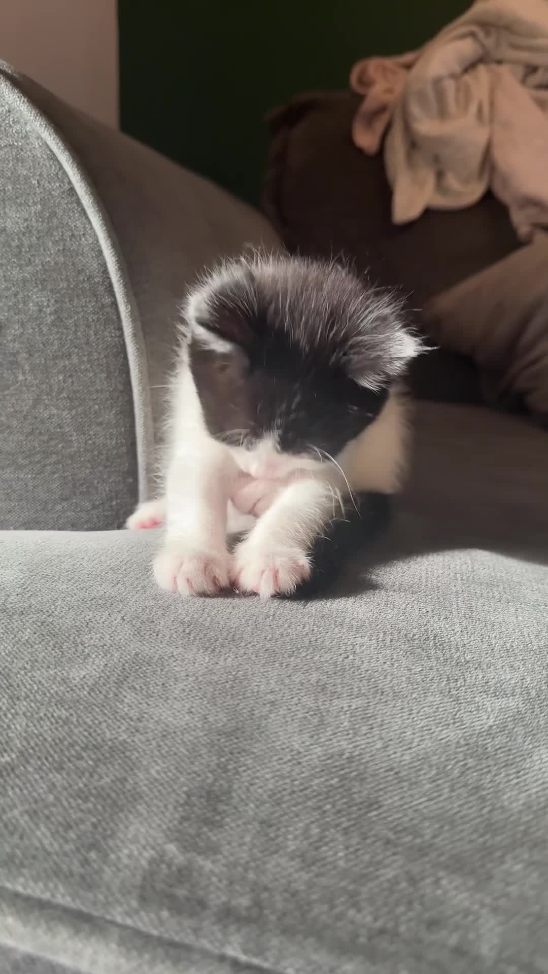 Mixed Breed cats for sale: Two sets of litter  in Cambridge - Video 1
