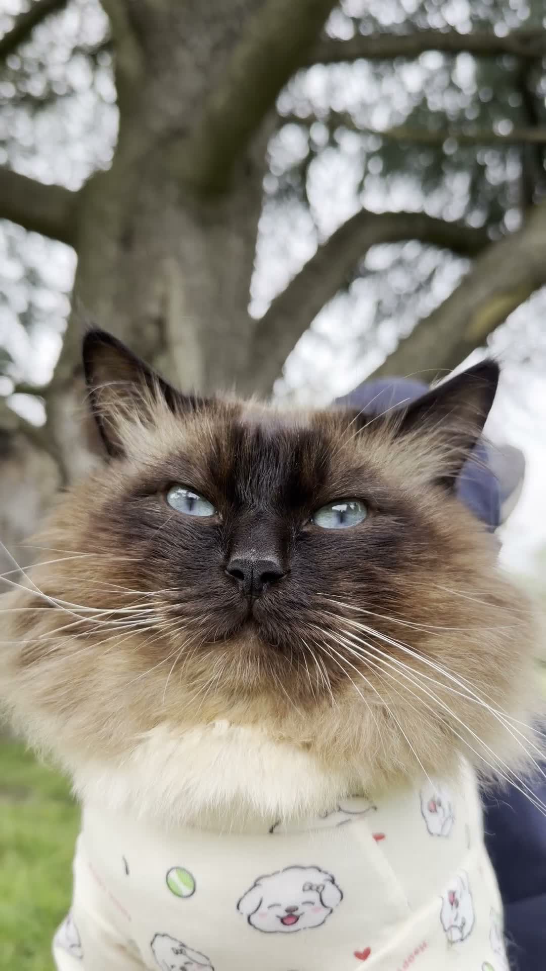 Ragdoll cats for stud: SHOW QUALITY RARE CHOCOLATE MINK DNA CLEAR - Video 5