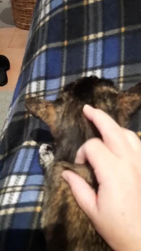 Arabian Mau cats for sale: Stunning Arabian Maus for adoption! - Video 1