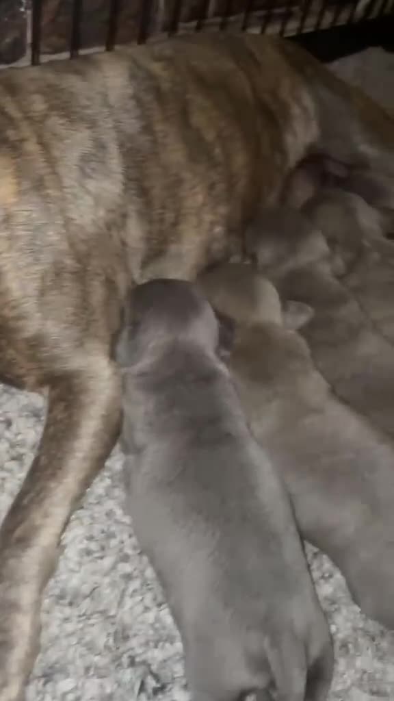 Staffordshire Bull Terrier dogs for sale: Six beautiful blue/brindle staffy puppies. - Video 1