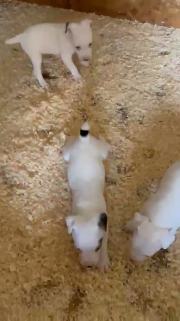 Jack Russell dogs for sale: Parson jack russles 1 boy left  - Video 1