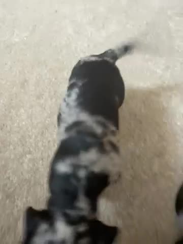 Dachshund dogs for sale: We have 6 beautiful dachshund puppy’s  - Video 1
