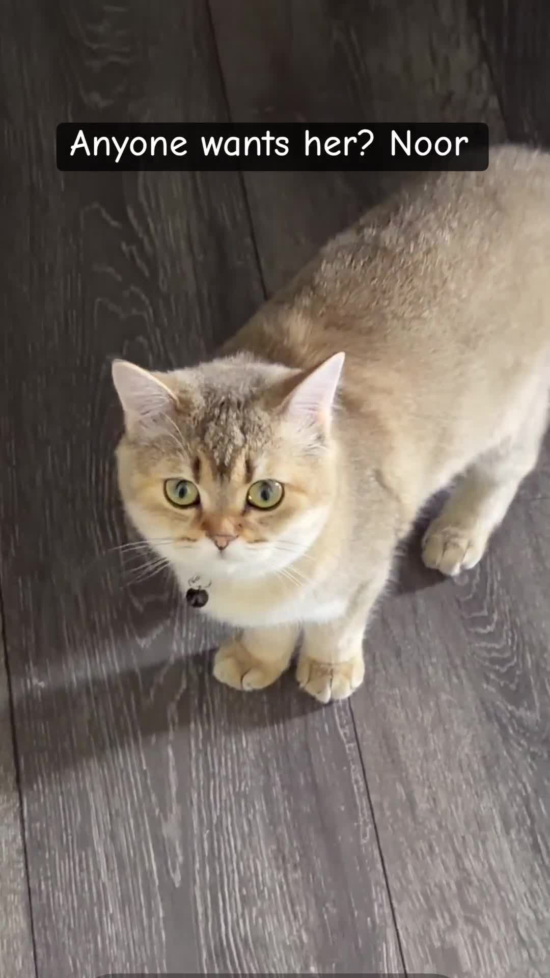 Scottish Fold cats for sale: Scottish fold  in Birmingham - Video 1