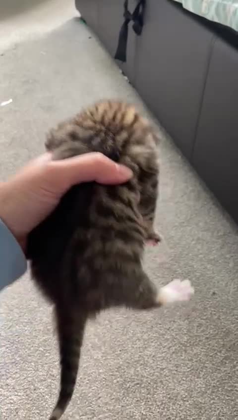 Mixed Breed cats for sale: 5 British short haired blue mixed kittens!!! - Video 5