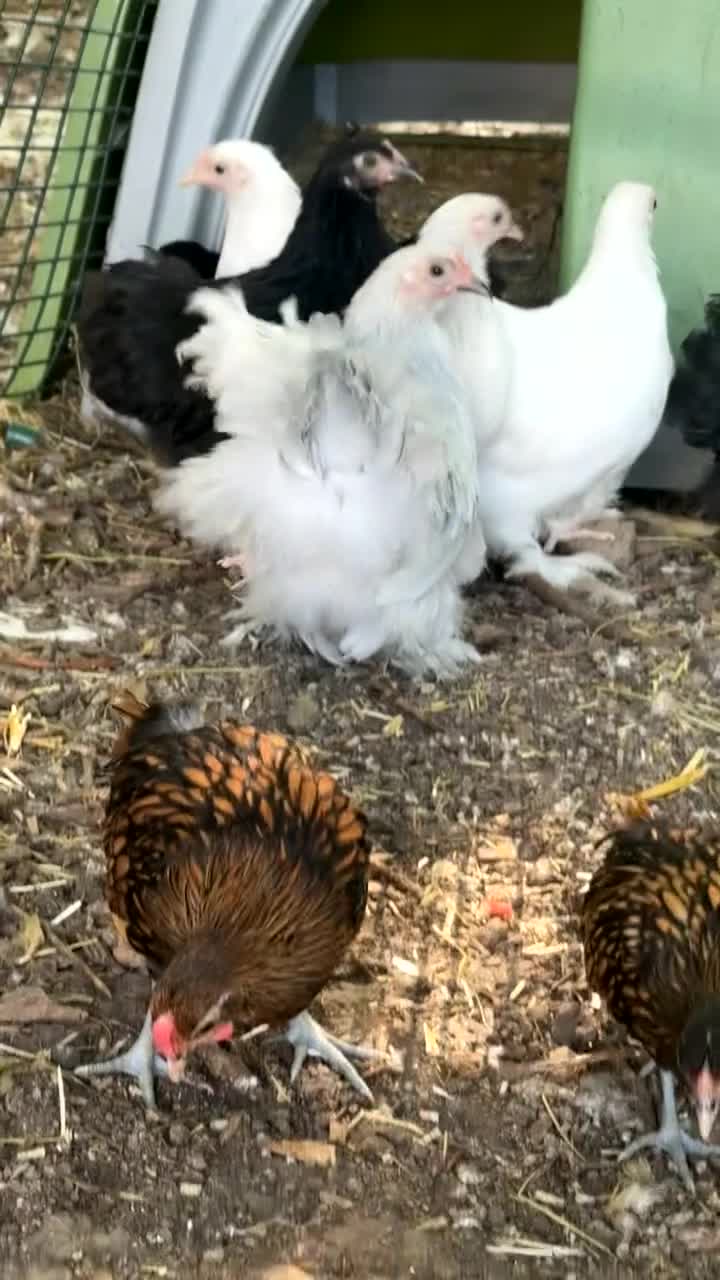 Chickens poultry for sale: Pekin and sebrights - kings Lynn  - Video 1