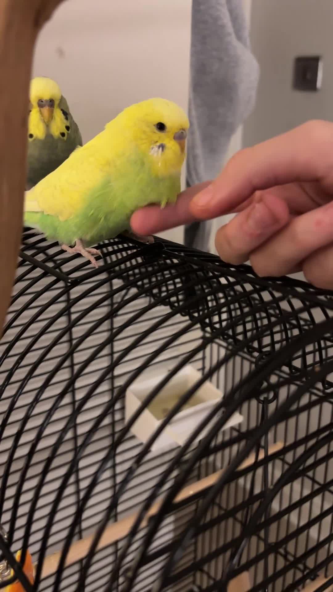 Budgerigars birds for sale: 2 birds and cage with toys(go as a pair) - Video 1