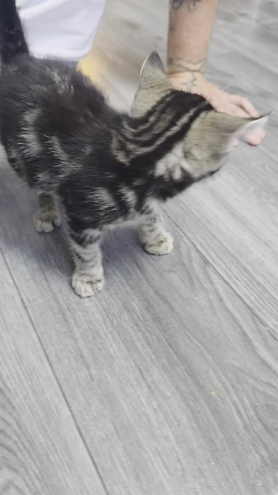 Bengal cats for sale: Bengal cross - Video 1