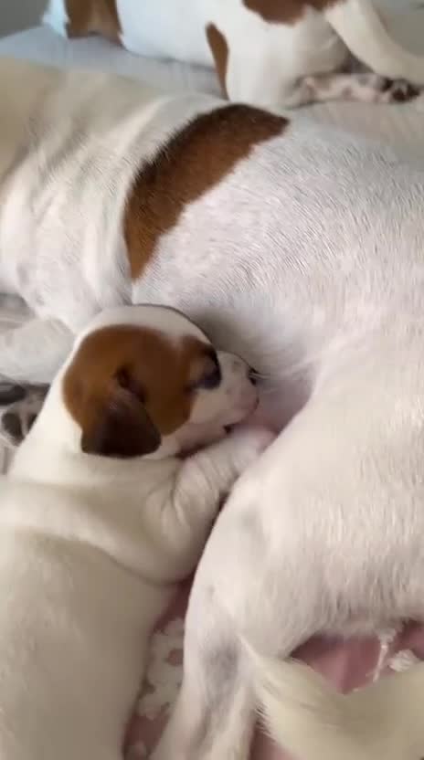 Jack Russell dogs for sale: Adorable puppy  - Video 1