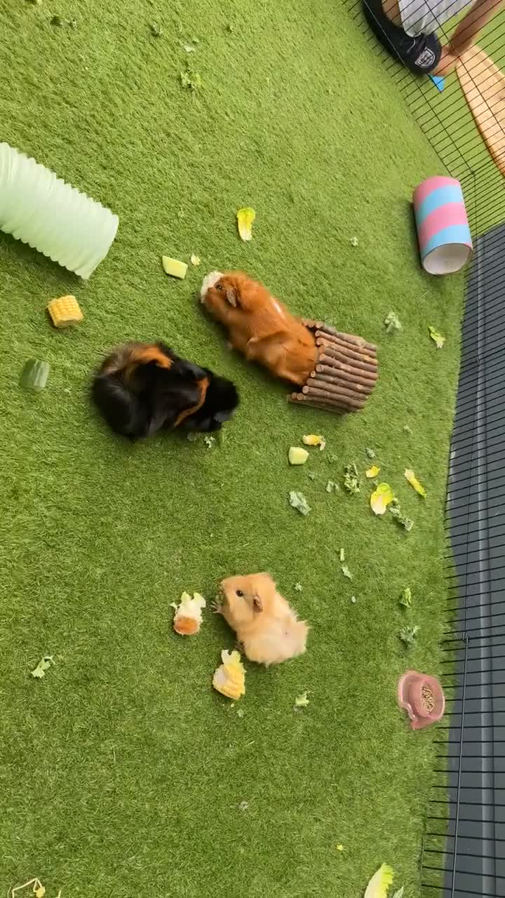 Guinea Pig rodents for sale: Guinea pig girls need a new home  in Dartford - Video 1