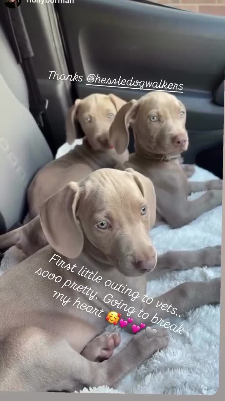 Weimaraner dogs for sale: 7 Weimaraner pups for sale ! - Video 1