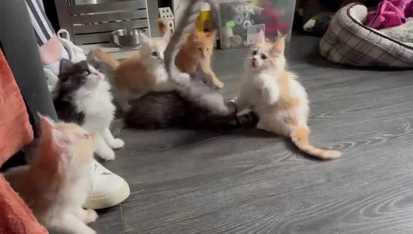 Maine Coon cats for sale: Maine Coon Kittens - Video 2