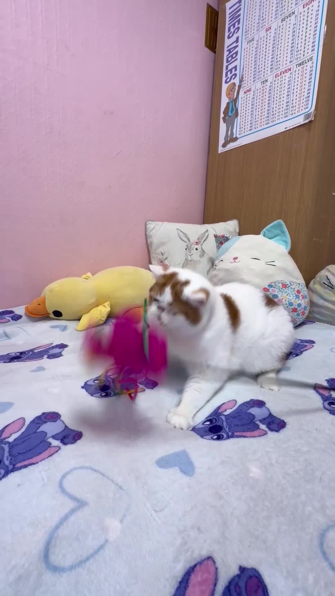 Exotic cats for sale: Beautiful exotic boy - Video 1
