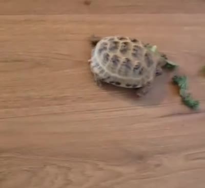 Tortoise reptiles for sale: Horsefield Tortoise for sale in Port Glasgow - Video 1