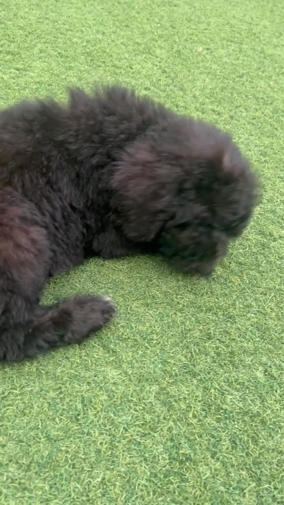 Labradoodle dogs for sale: Chunky health tested f1bb standard labradoodles  - Video 1