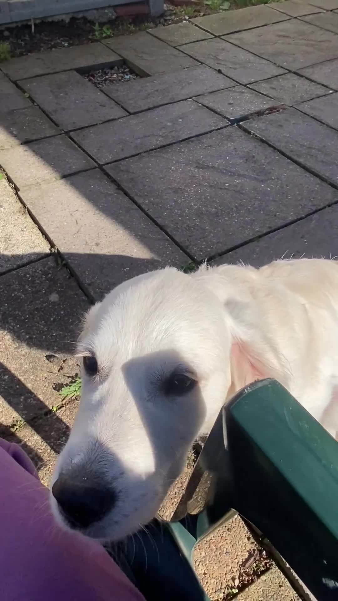 Golden Retriever dogs for sale: Rambo the retriever ❤️ - Video 3