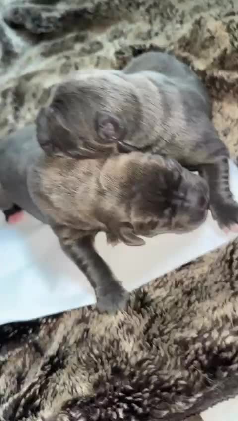 Mixed Breed dogs for sale: Puppies for Sale!! - Video 1