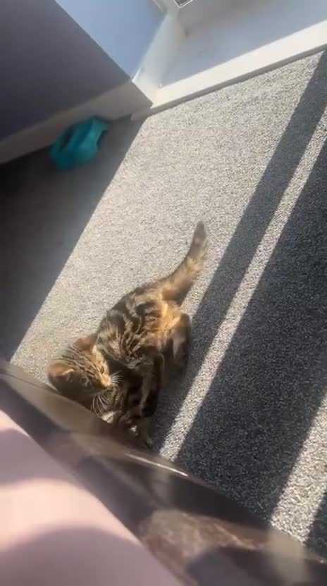 Mixed Breed cats for sale: Adorable Female kitten Siamese x - Video 1