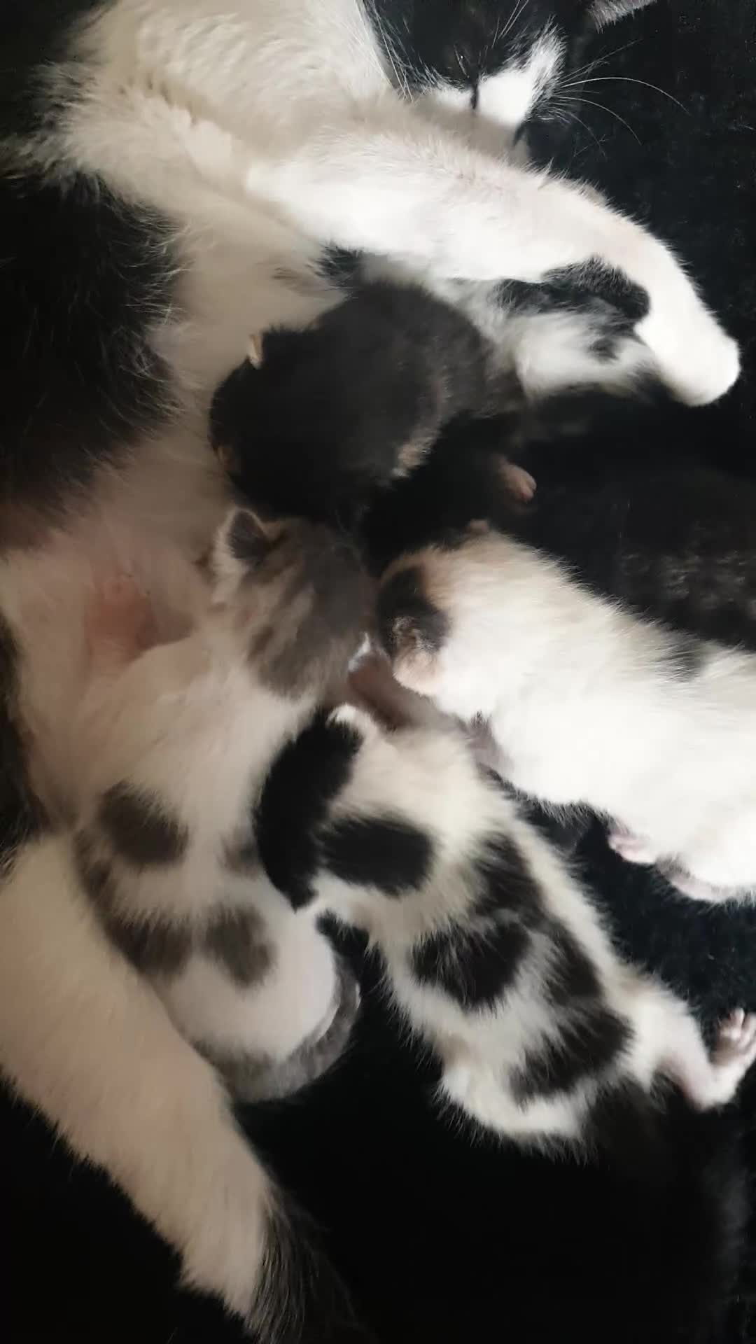 Domestic Shorthair cats for sale: 4 beautiful mixed kittens - Video 1
