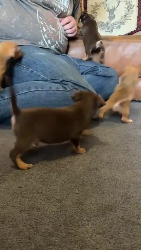 Jack Russell dogs for sale: Beautiful miniature jack russell puppies  - Video 2