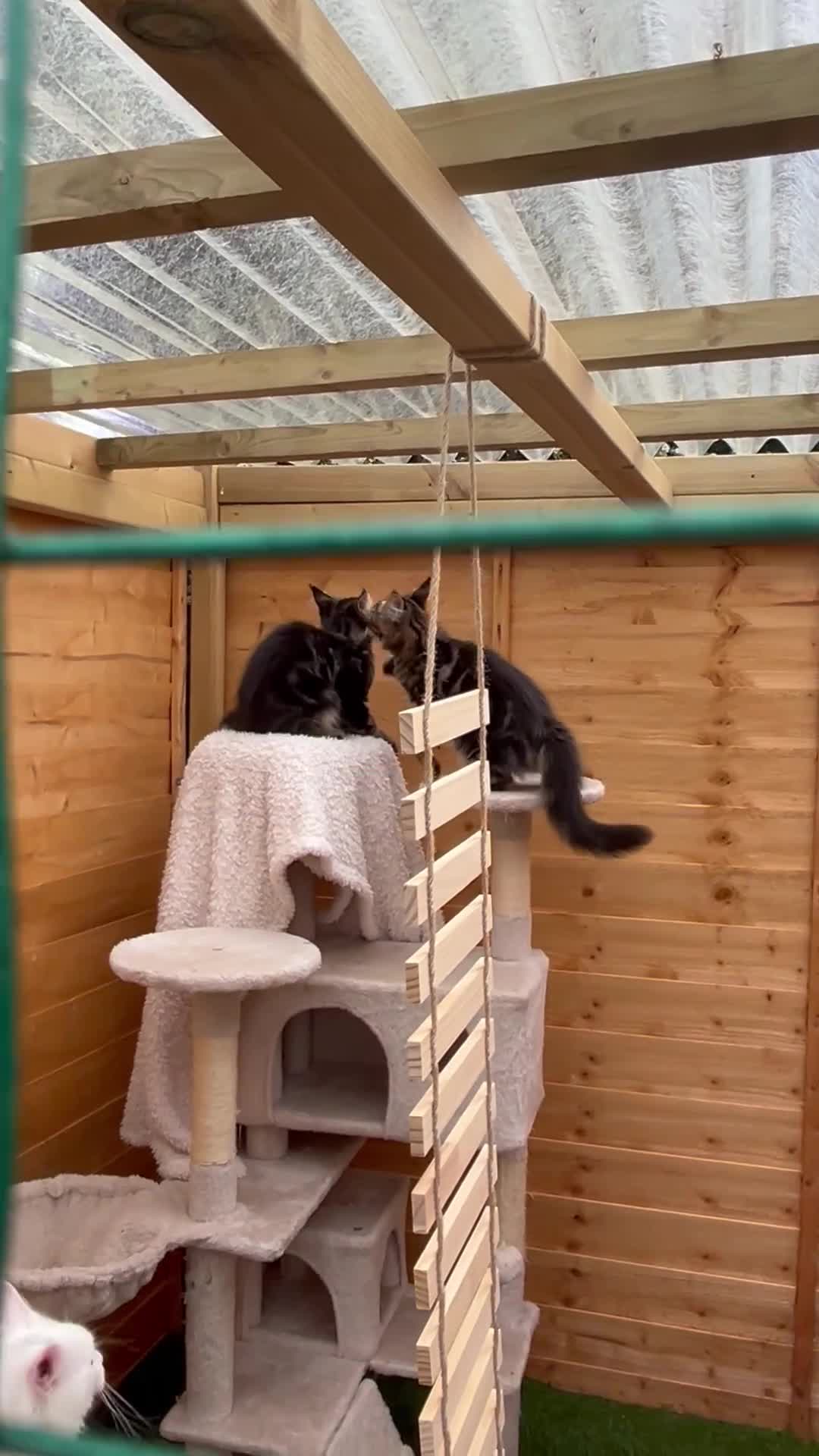 Maine Coon cats for sale: Majestic Maine coon kittens available  - Video 2
