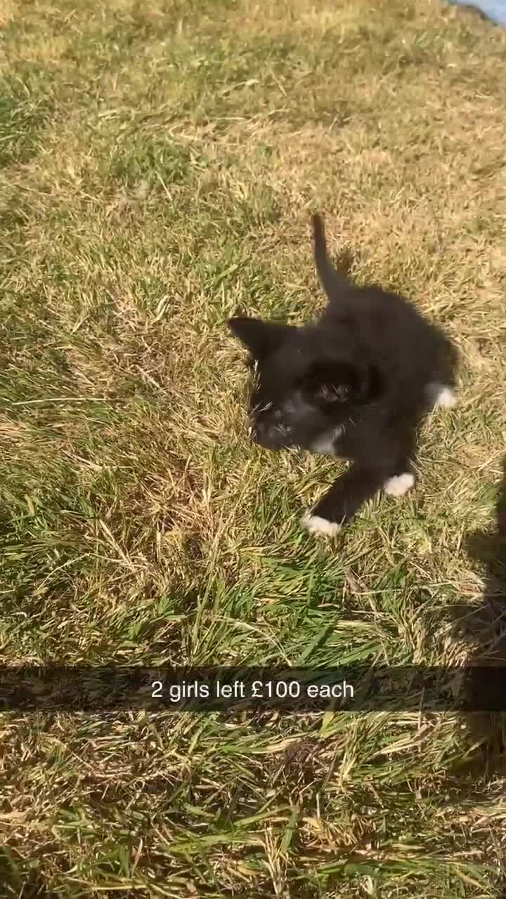 Mixed Breed cats for sale: 2 black an white female tabby  in Croydon - Video 1