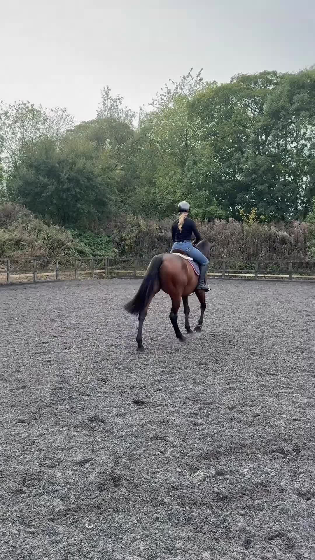 English Thoroughbred horses for sale: *Very talent 16hh bay gelding for sale * - Video 2