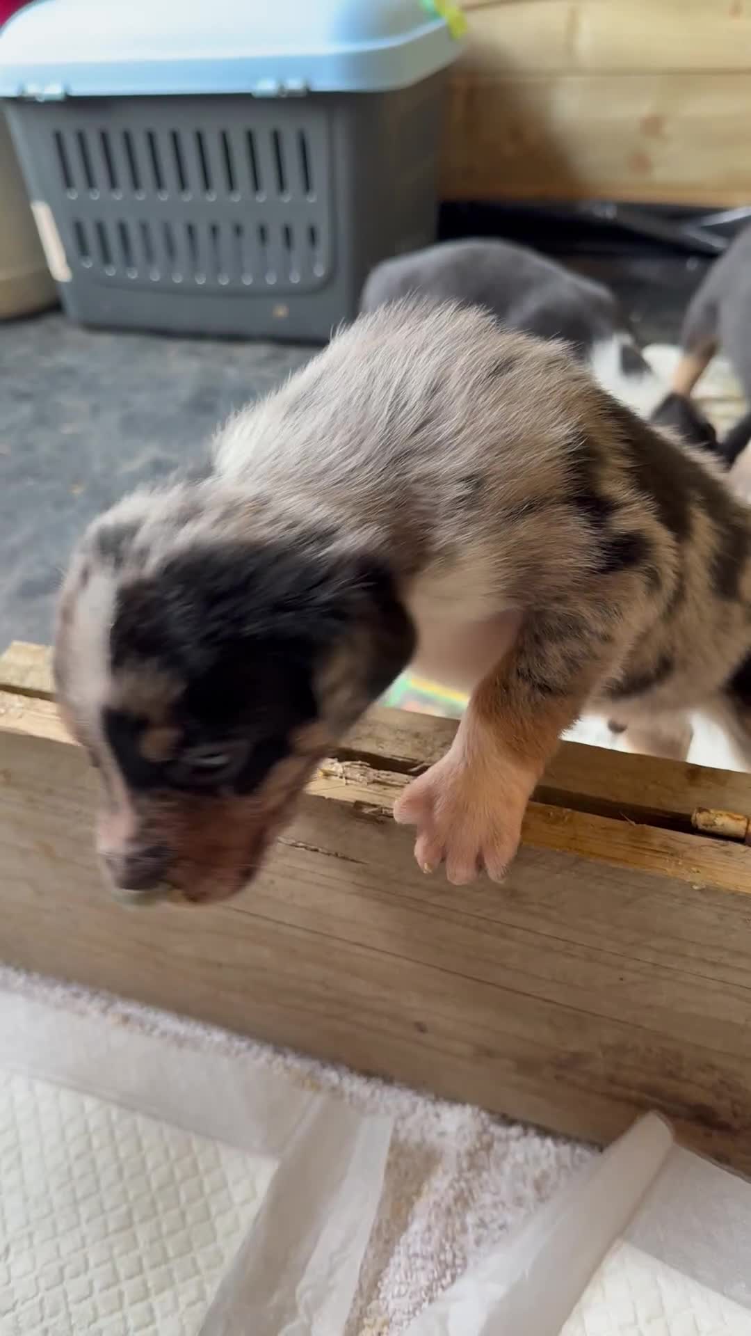Mixed Breed dogs for sale: collie x Huntaway  pups one boy left  - Video 3