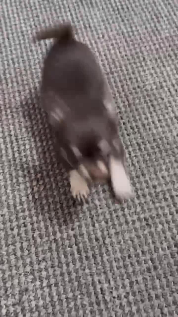 Chihuahua dogs for sale: 🔥 Adorable long-haired Chihuahua puppies for sale - Video 1