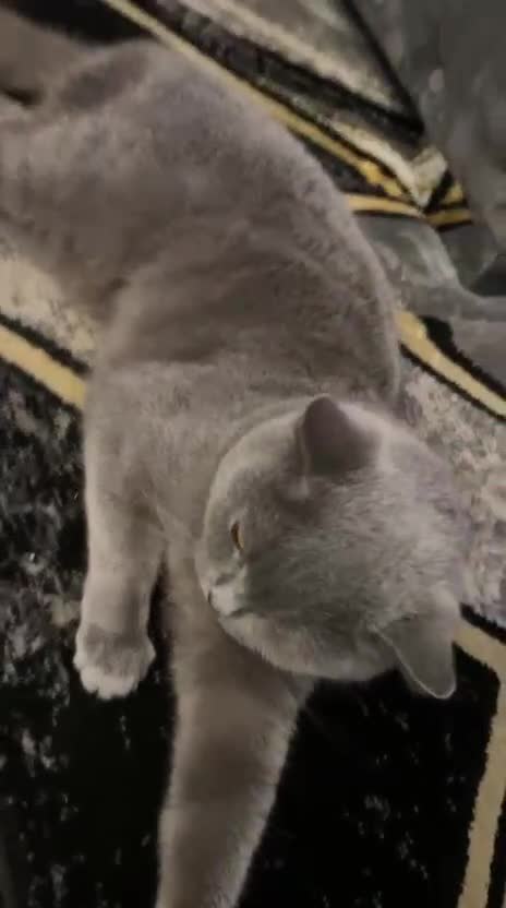 British Shorthair cats for sale:  Beautiful Female british shorthair  - Video 2