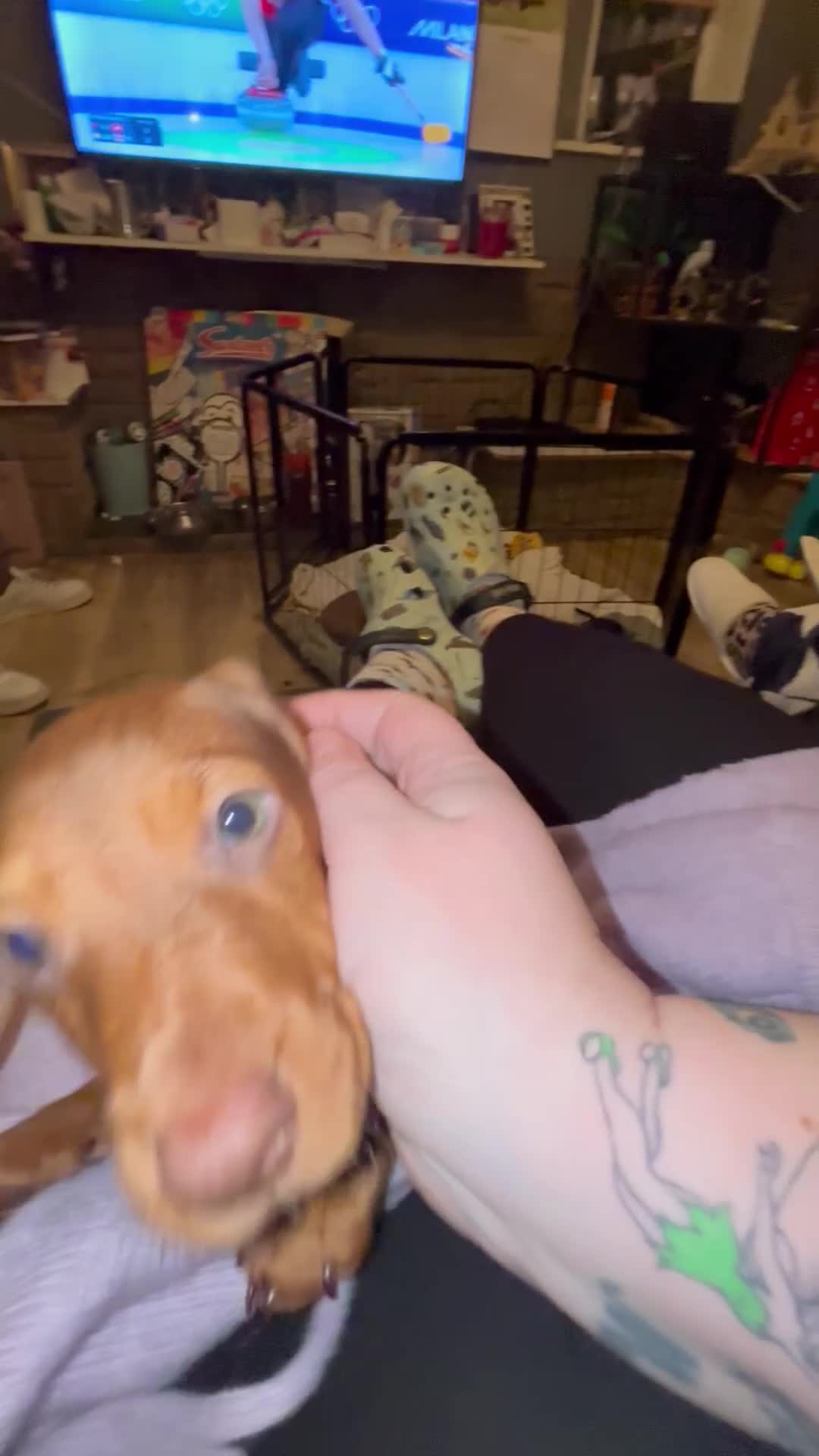 Dachshund dogs for sale: Dachshund choc-based-red puppies available now!! - Video 2