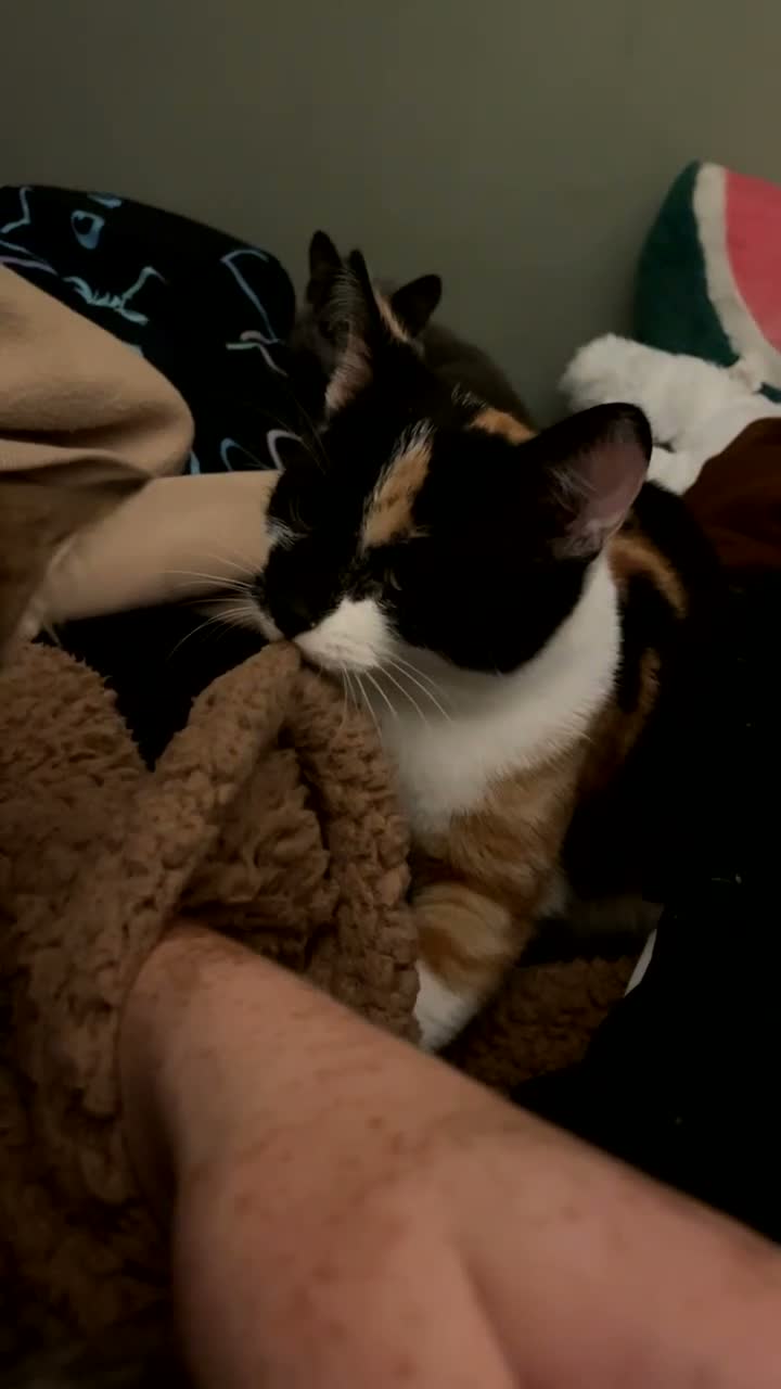 Domestic Shorthair cats for sale: REHOMING MY GIRL  in Forres - Video 2