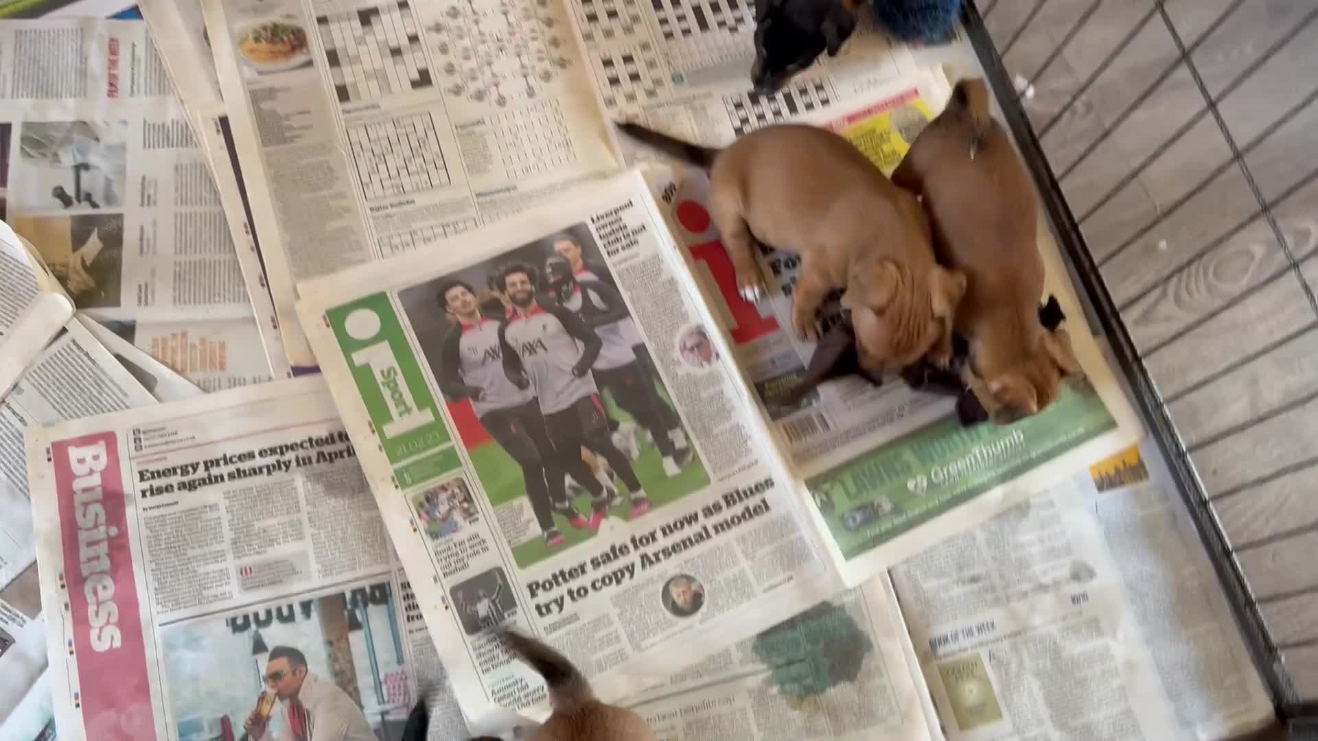 Jack Russell dogs for sale: Gorgeous Jack Russell Puppies - Video 1