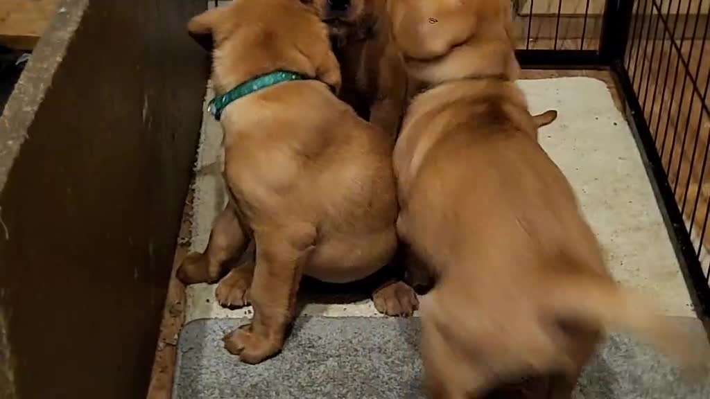 Labrador Retriever dogs for sale: Fox red Labrador puppies - Video 1