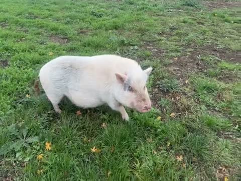 Pig livestock for sale: 2 sisters  in Colchester - Video 1