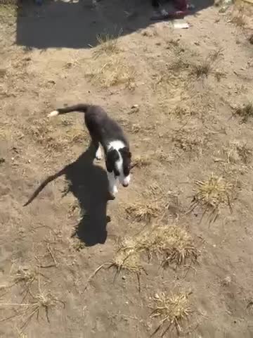 Mixed Breed dogs for sale: 2 male border collie pups ready to go now - Video 2